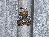 Owl-Eyed Bird-Dropping Moth